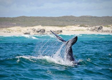 Whale in South Africa