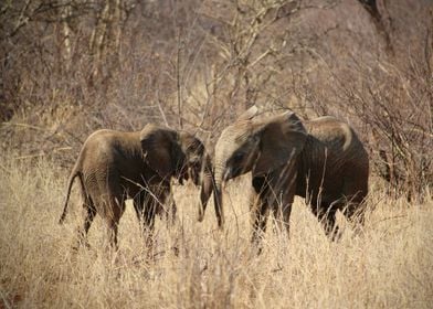 Baby elephants