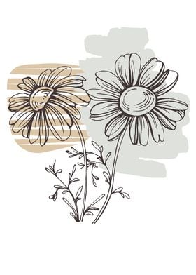 Chamomile and Daisy