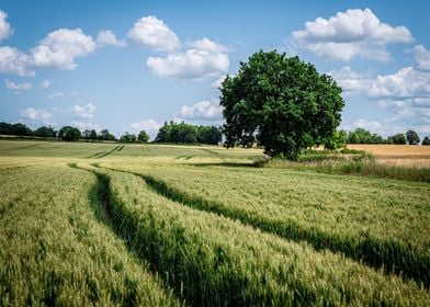 Summer in the Countryside