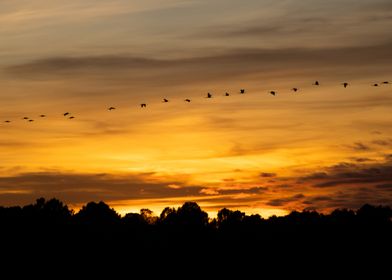 Cranes over the Sunset