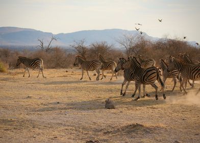 Herd of Zebras