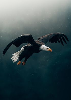 Eagle