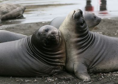 Playing Sea Lions