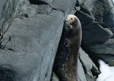 Sleeping Sea Lion