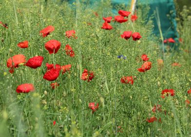 A Beautiful Field of Poppi