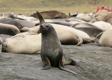 Standing Sea Lion