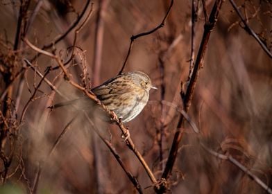 Dunnock in the Sun