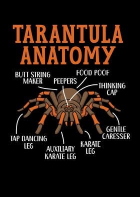 Tarantula Anatomy Spider