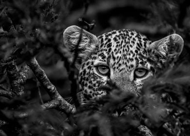 Leopard Peek a Boo