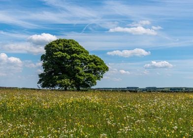 Tree in the Meadow