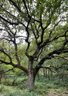 Tree in forest