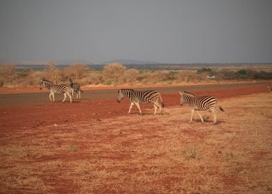 Zebras crossing