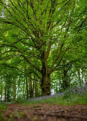 Tall Spring Tree