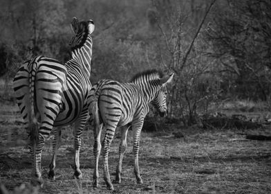 Young Zebra