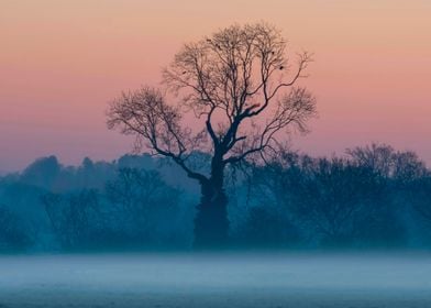 Nature Landscape