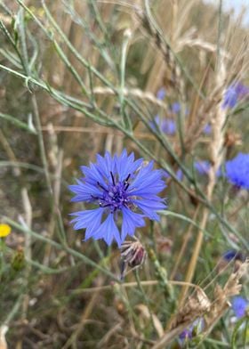 Cornflower