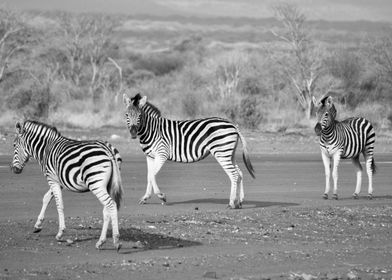 Zebras in Back and White