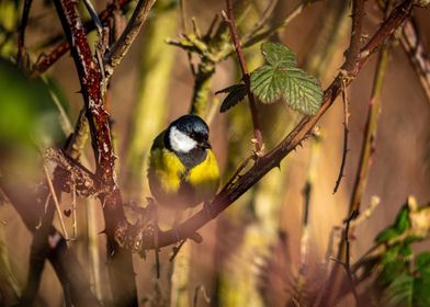 Great Tit in the Trees