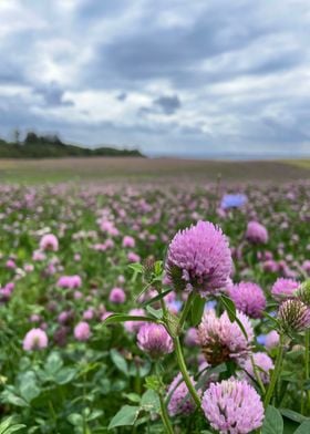 Clover flower