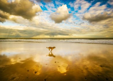 DOG RUNNING ON THE BEACH