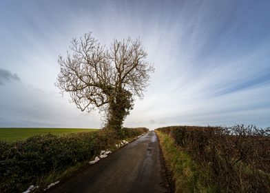 Bare Winter Tree