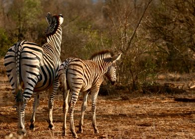 Zebra Family