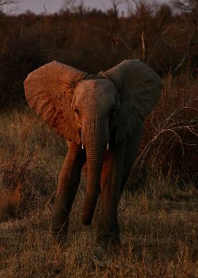 Elephant Portrait