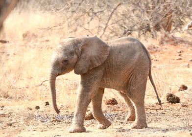 Baby Elephant 