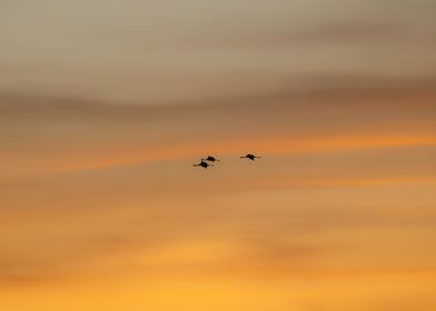 The Fly of Three Cranes