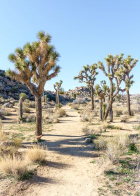 Joshua Tree National Park