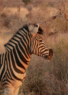 Zebra Portrait