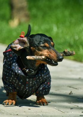 DOG BITES A WOOD