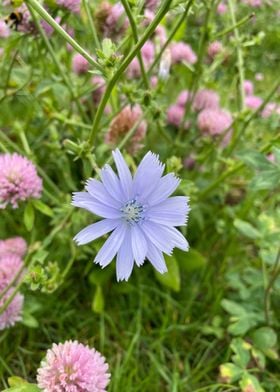 chicory