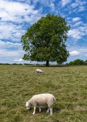 Tall Trees and Sheep