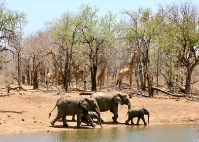 Wildlife in the Savannah