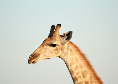 Giraffe Portrait