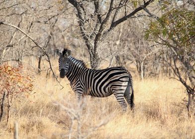 Zebra in the Savannah