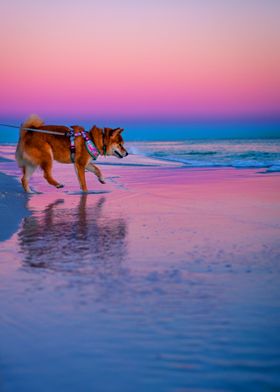 BEACH DOGS