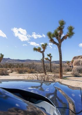 Joshua Tree National Park