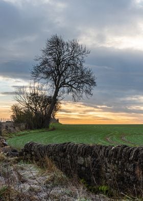 Lone Tree Landscape