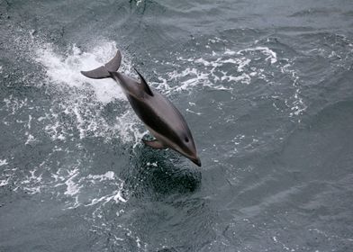 Dolphin in cold Antarctica