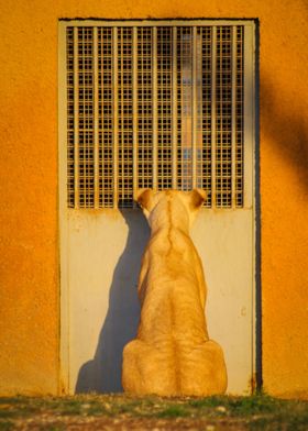 SITTING DOG