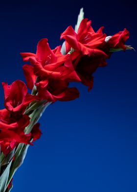 gladiolus flower details