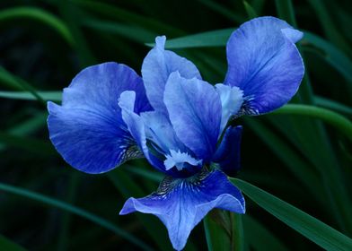 Blue Iris