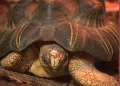 Tortoise Close up