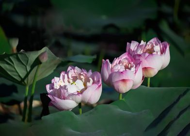 Lotus