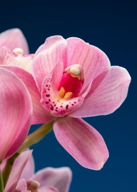 Orchid flower details