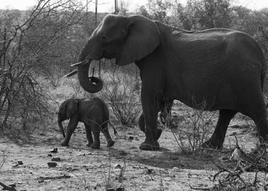 Elephant Family