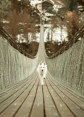 DOG RUNNING ON THE BRIDGE